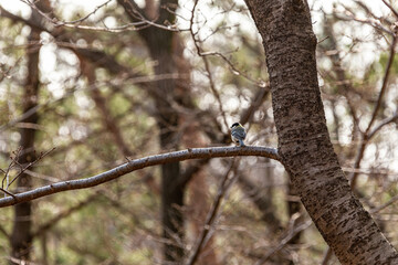 木に止まるシジュウカラ