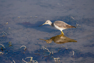 Lesser Yellow-legs