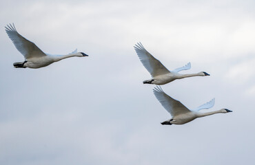 Trumpeter Swans in Flight