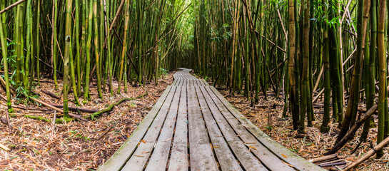 Boardwalk Through Giant  Bamboo Forest on The Pipiwai Trail, Kipahulu District, Haleakala National Park, Maui, Hawaii, USA