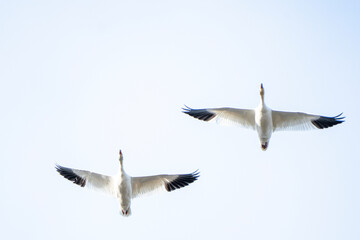 Snow Geese Flying Above