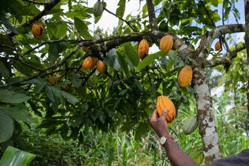 Close-up of a yellow cocoa pod held in the hand by an African farmer in his plantation.