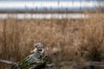 Short-eared Owel