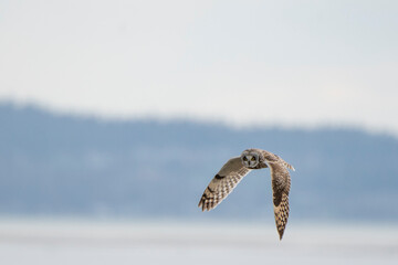 Short-eared Owl in Flight