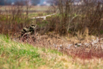 Short-eared Owl in Flights