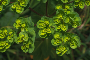 Leaves of a Euphorbia helioscopia or sun spurge flowering plant