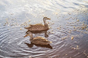 Pair of mottled ducks in sunset light.