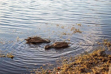 Pair of mottled ducks in sunset light.