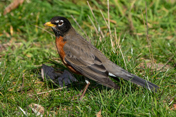 American Robin