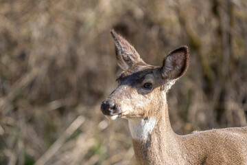 Closeup of a Doe 