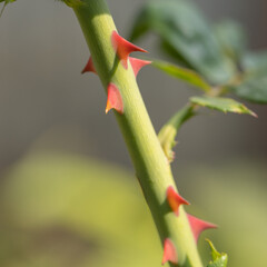 A selective focus Abstract Macro image of a green rose flower stem with red thorns on it
