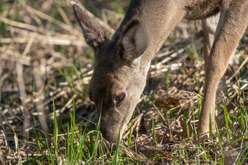 Closeup of a Doe