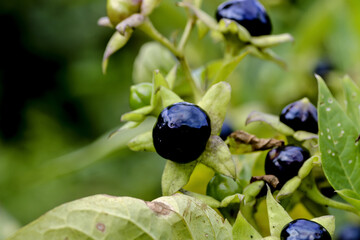 Fruits of belladonna or banewort or dwale or deadly nightshade – Atropa belladonna -  in autumn, Bavaria, Germany, Europa