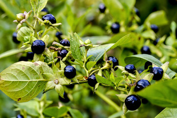 Fruits of belladonna or banewort or dwale or deadly nightshade – Atropa belladonna -  in autumn,...