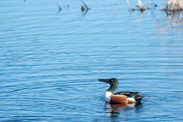 Northern Shoveler 