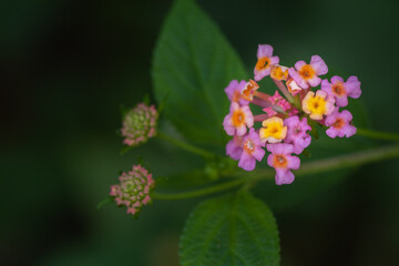 Yellow and orange verbena flowers blooming with green leaves in the background
