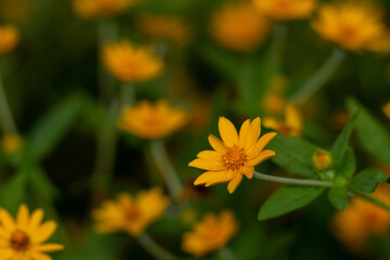 Selective focus and shallow depth of field image of isolated yellow flower blooming on arrival of spring season
