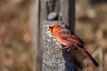 Northern Cardinal (Cardinalis cardinalis) on a March afternoon in the park