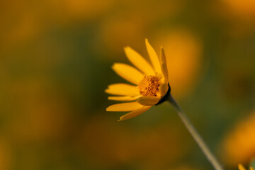 Selective focus and shallow depth of field image of isolated yellow flower blooming on arrival of spring season
