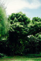 Fototapeta na wymiar trees in the forest