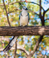blue jay on branch