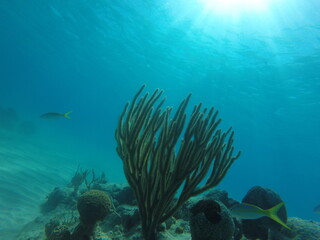 corail