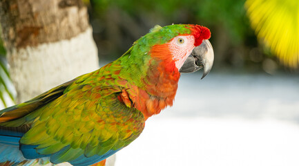 Guacamaya Loro Escarlata Verde Ara Macao Ave exótica parada de perfil en la playa junto a una palmera