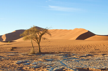 Fototapeta na wymiar Namibia Desert Scene