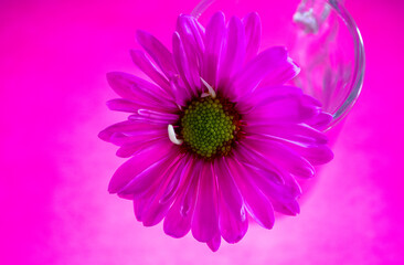 Obraz premium pink gerber daisy