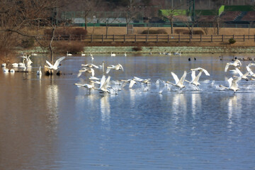 A flock of swans returning from Japan to the northern country