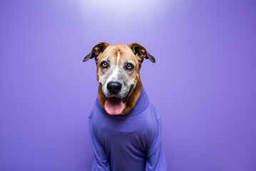 Fototapeta na wymiar Dog in a sweater, dog at work with a purple wall. Pets at work concept, pets working like people. 