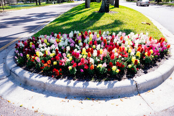 Beautiful snapdragon flower in winter of Florida
