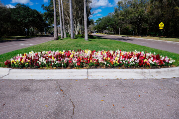 Beautiful snapdragon flower in winter of Florida