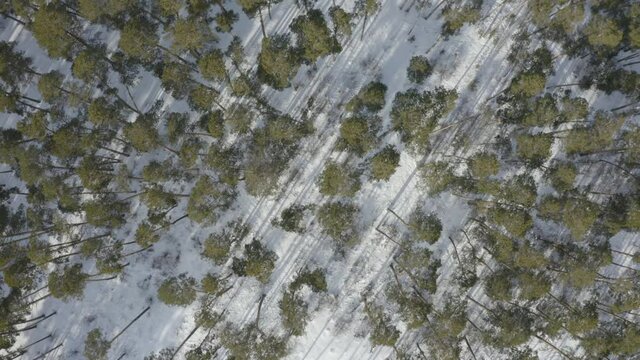 Aerial photography of the forest in winter