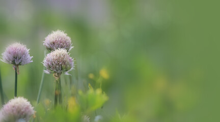 Obraz premium Close up shot of onion flowers in the garden