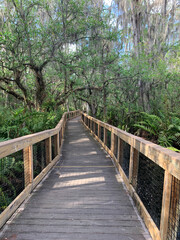 Obraz premium Path at Florida swamp park.