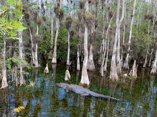 Alligator swimming in the shallow water in Big Cypress National Preserve.