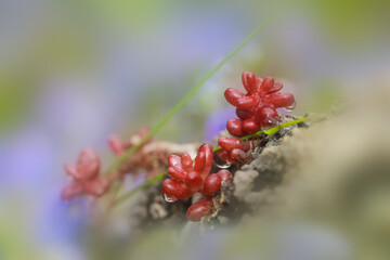 Close up shot of succulent plant baby tears in garden