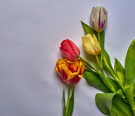 multicolored tulips on a white background lie