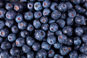 Blueberry background with water drops. Top view.