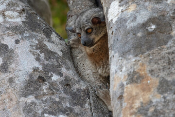 Randrianasolo's Sportive Lemur hiding in tree hollow