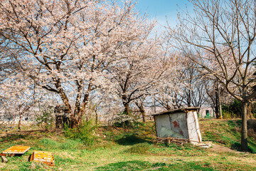 Hwanggujicheon riverside park cherry blossoms festival in Suwon, Korea