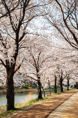 Hwanggujicheon riverside park cherry blossoms festival in Suwon, Korea