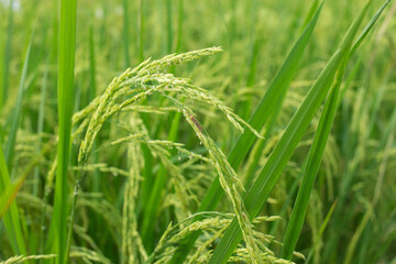 Rice plant produces grains in green rice field , with pests clinging to the leaves.