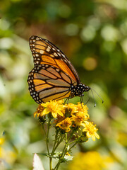 Mariposa monarca Danaus plexippus sobre flores color amarillo en primavera