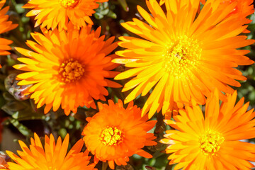 Noon flowers in Bloom. UCSC Arboretum, Santa Cruz, California, USA.
