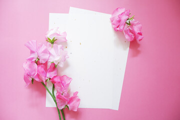 Spring greeting concept. Pink Sweet pea flowers with blank letter set on yellow background. Colorful Spring time. 春のお便り、季節の挨拶、スイートピーと手紙