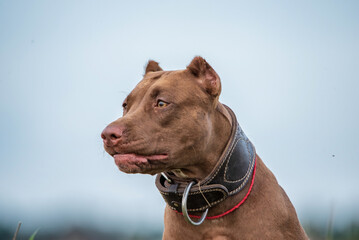 Young handsome kind American Pit Bull Terrier outdoors.