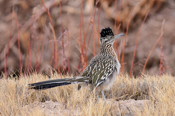 elusive roadrunner bird  foraging in the brush land in winter in the bosque del apache national wildlife refuge near socorro, new mexico 