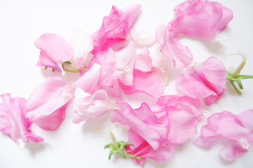 Closed Up Pink sweet pea flower petals for Mother's day background. ピンクスイートピー花びら、母の日の背景